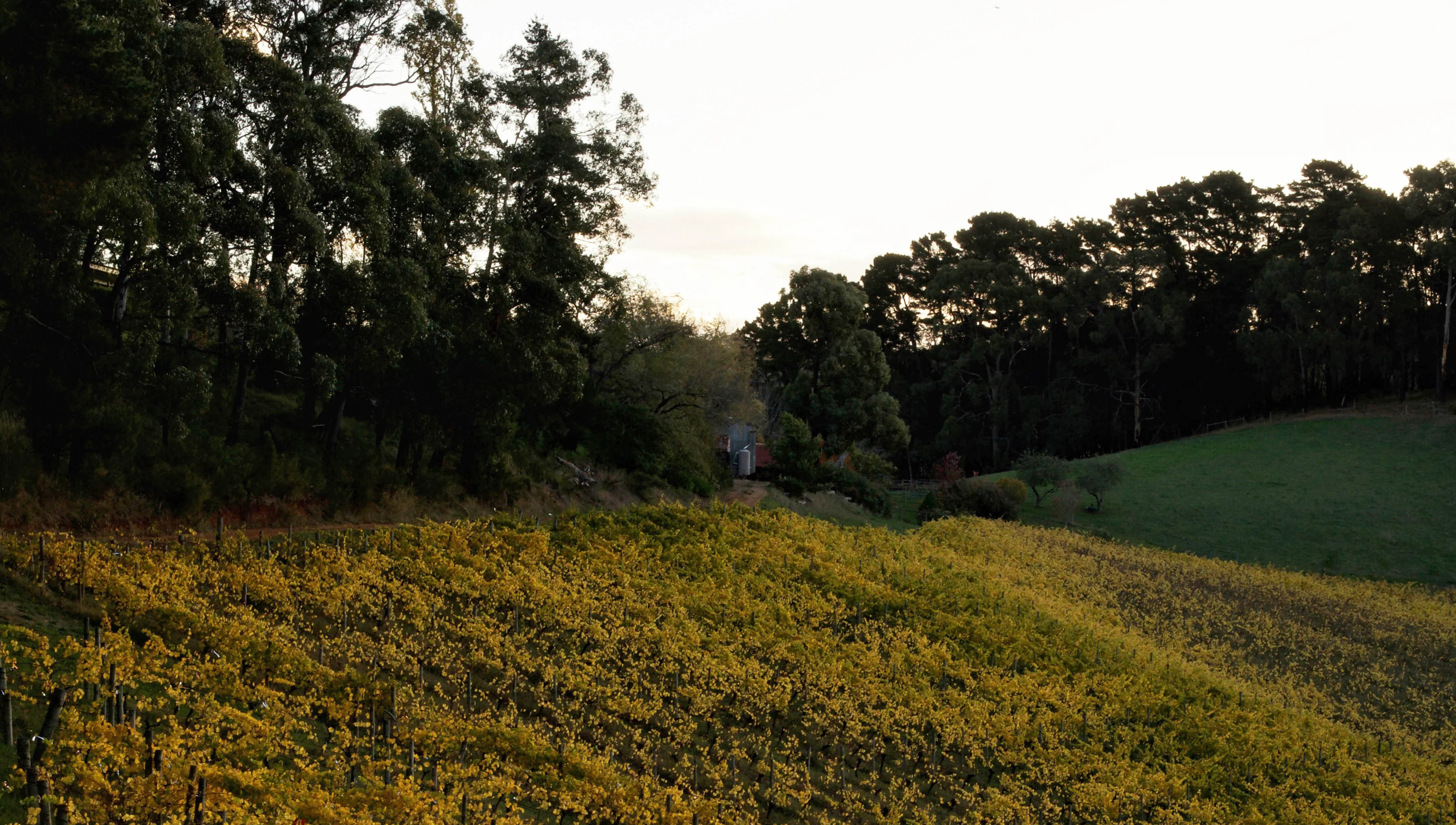 Jean Bouteille Vineyards
